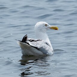 American Herring Gull